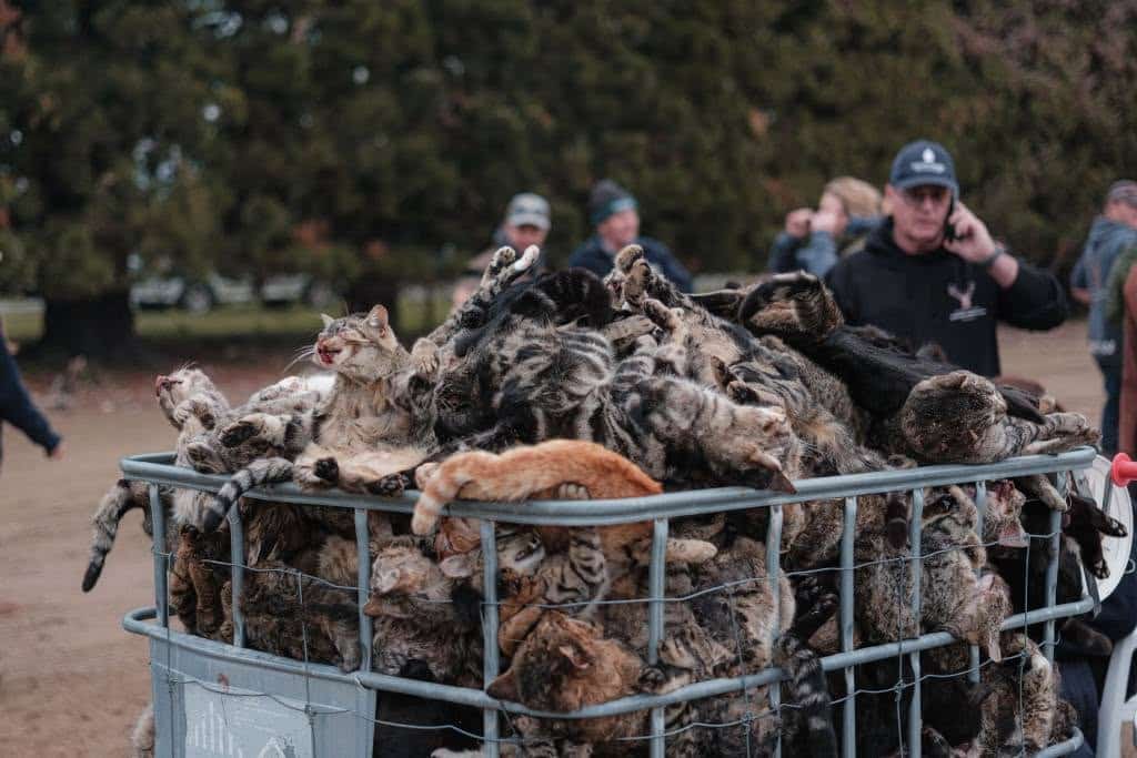 A large metal cart is filled with the bodies of numerous cats. Several people stand in the background outdoors near trees.