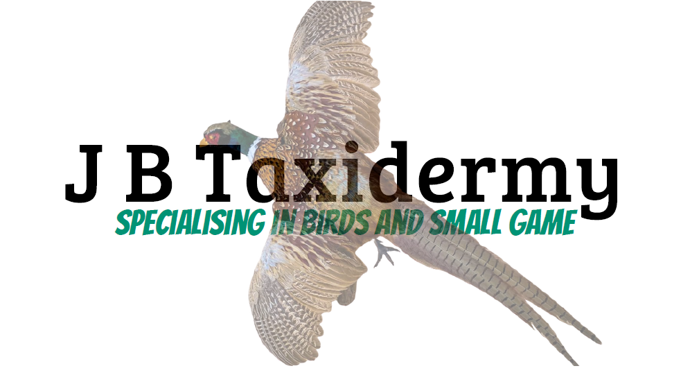 J B Taxidermy
