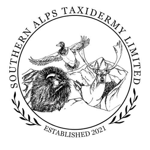 Southern Alps Taxidermy